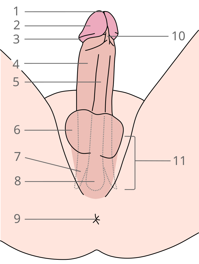 adarsh recommends Q Tip In Penis