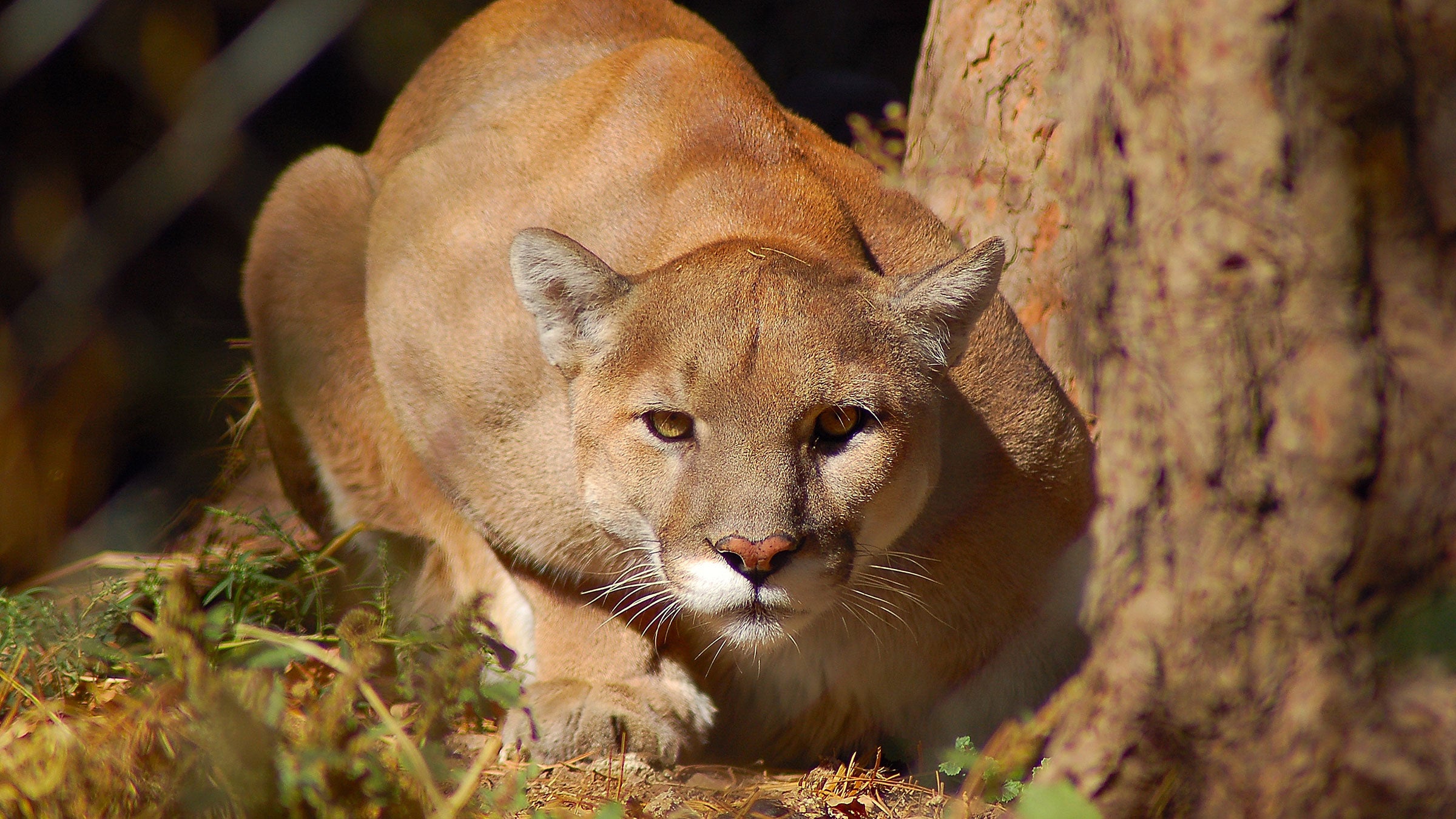 cougar in heat