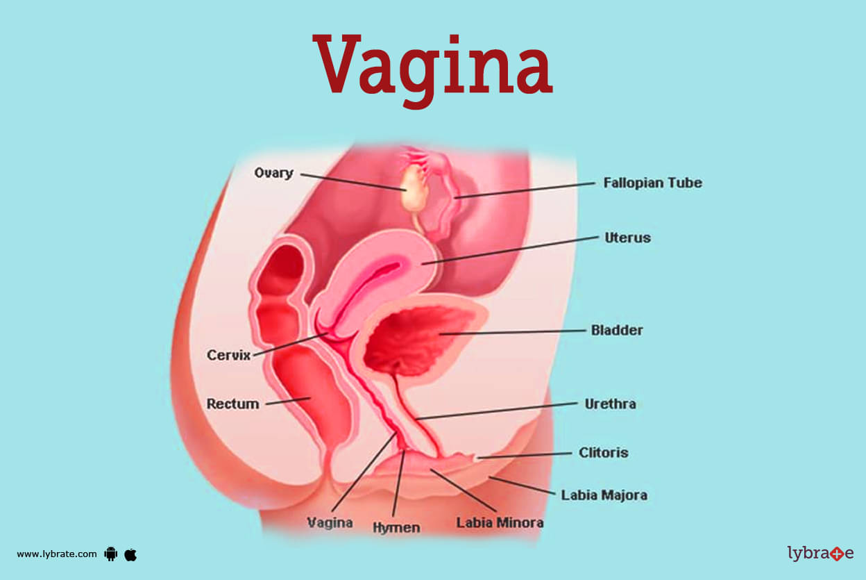 dan po recommends Woman Vagina Pics