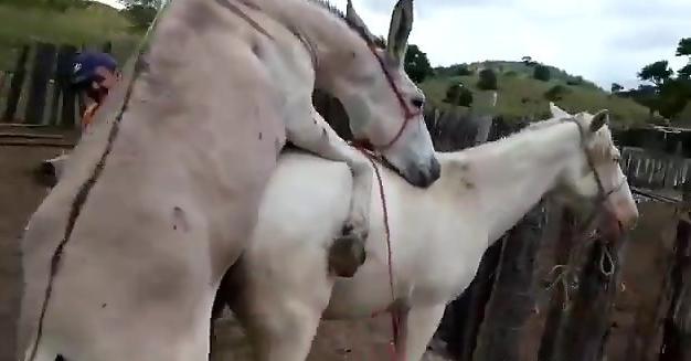 Best of Women having sex with donkey
