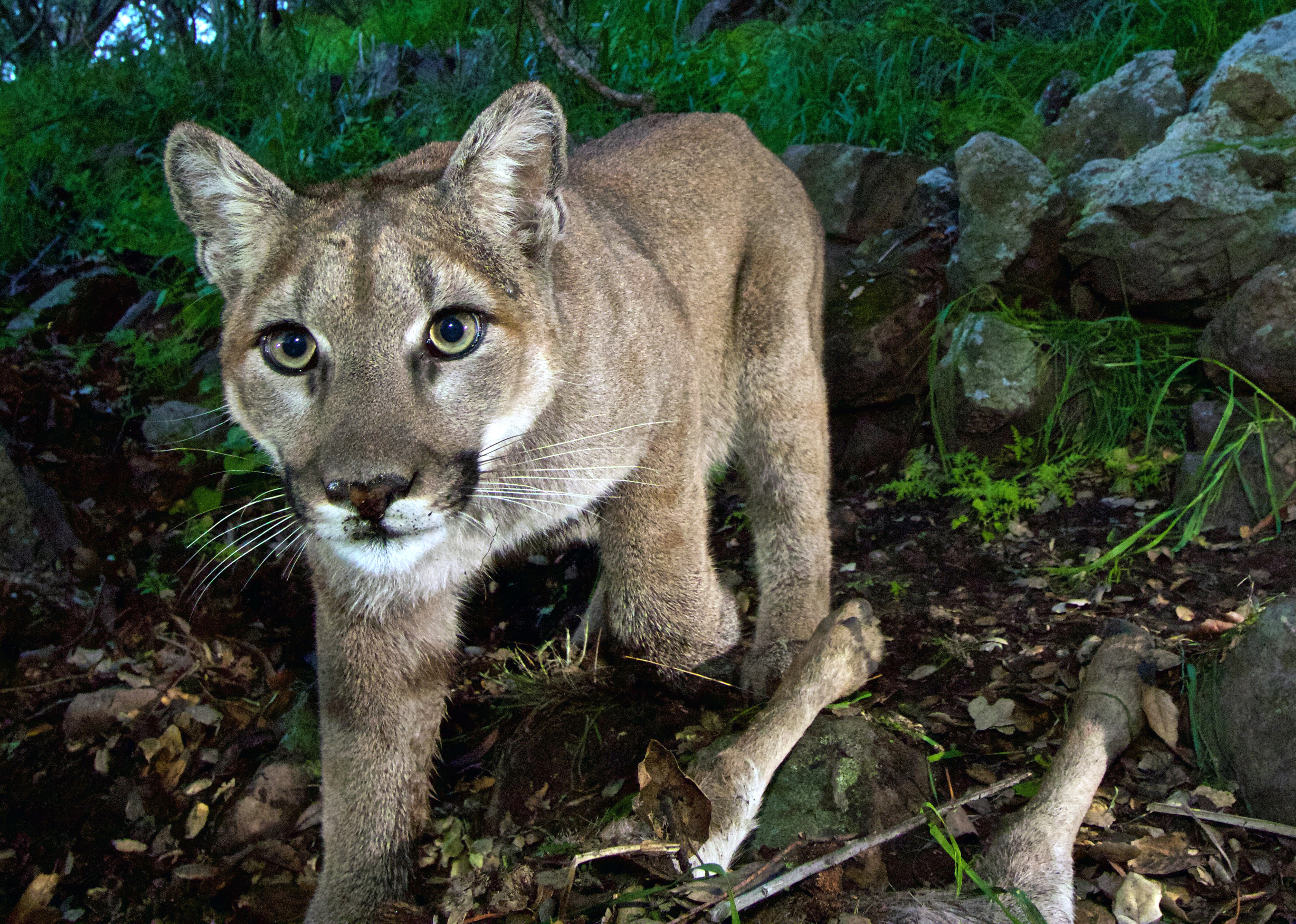 dach amo recommends Cougar Mother In Law