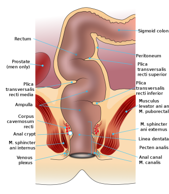 adrienne serrao recommends A Womans Ass Hole