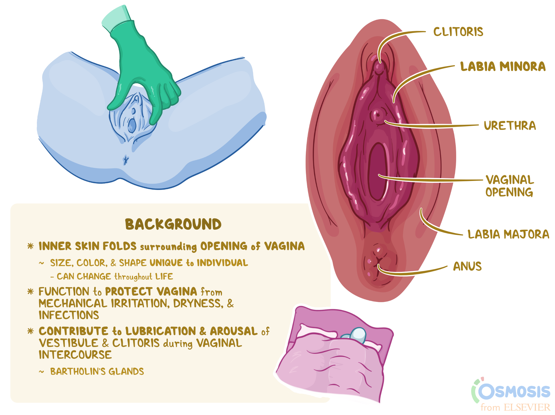 cynthia boe recommends vagina pics com pic