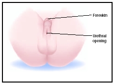 adele tan recommends which hole do i put my penis in pic