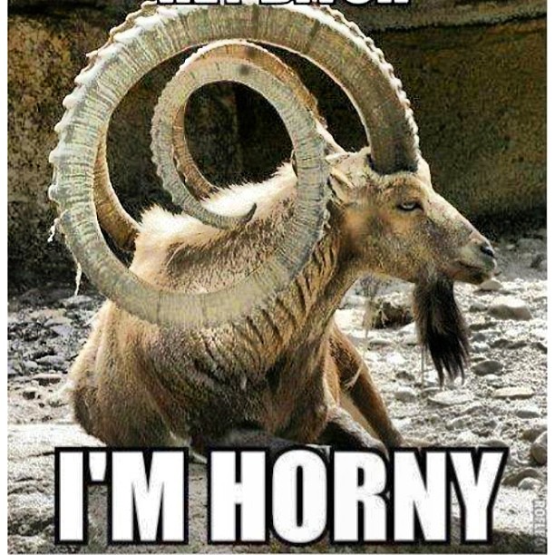 ankit dhattarwal share im horny meme photos