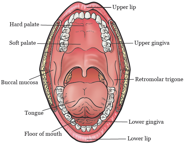 dennis fuentes recommends what is an oral bottom pic