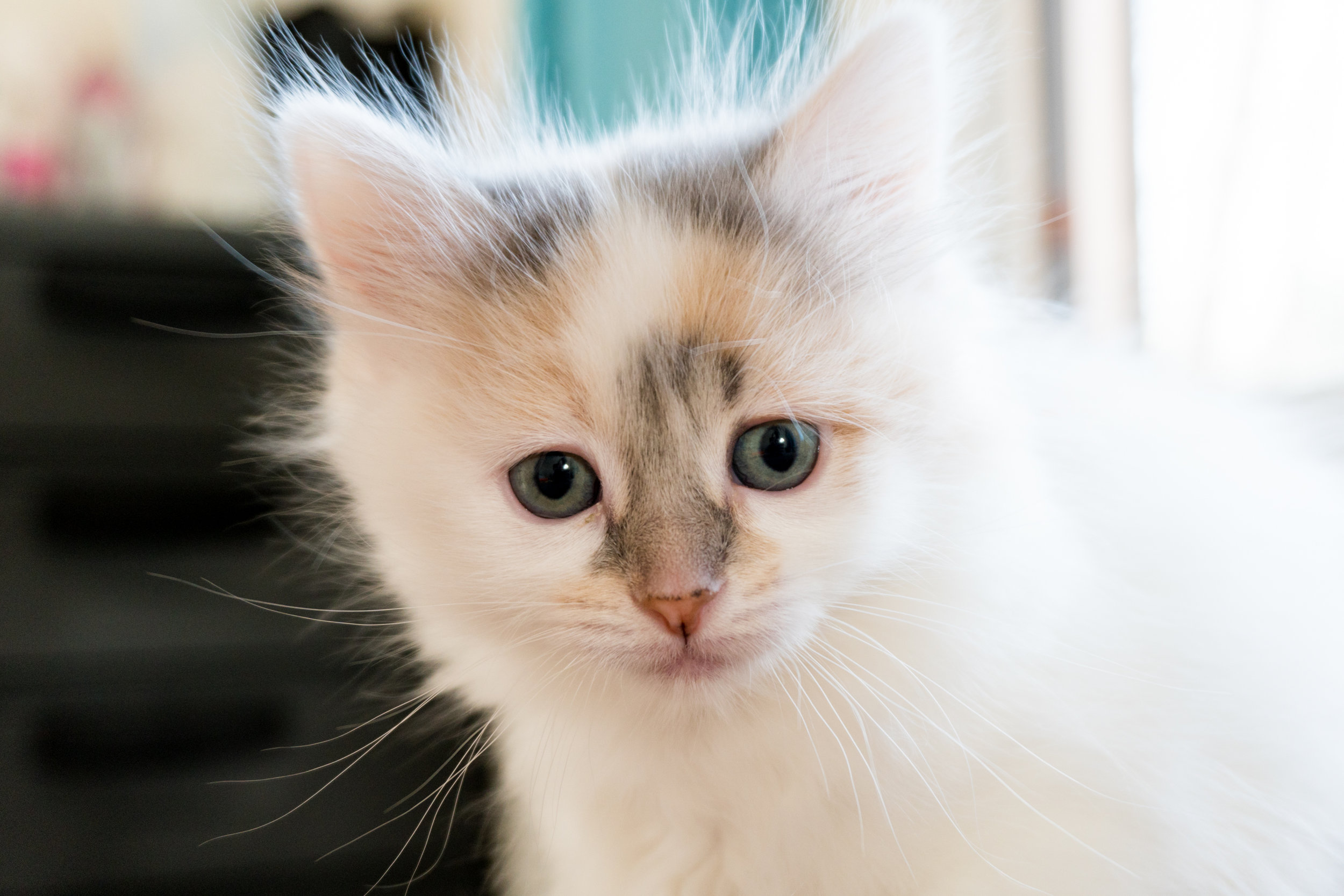 bianca jonas add caramel kitten live password photo
