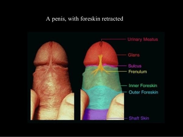 brendan gonsalves recommends how to masturbate with foreskin pic