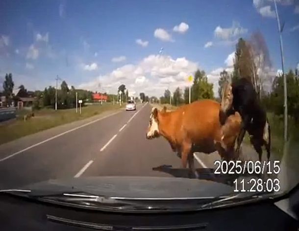 delia ford add photo sexo con un toro