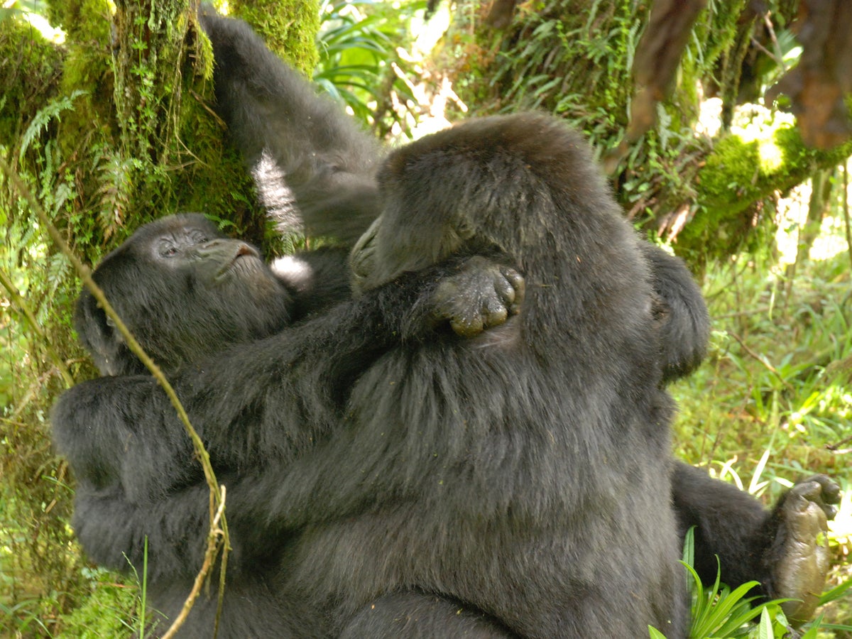 Woman Has Sex With Ape aussie sluts