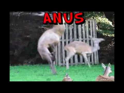 cathy mcandrew share prepare your anus deer gif photos