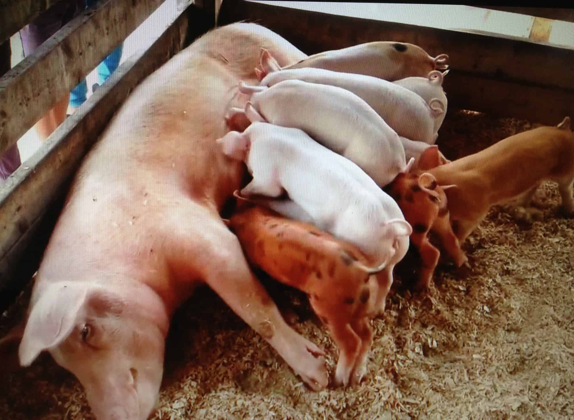 blacc robinson recommends woman breastfeeding baby pigs pic