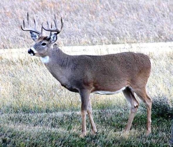 david l tyson add photo public flashing in city with deer antler