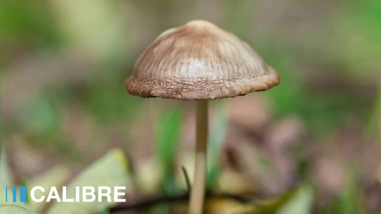 Best of Big mushroom penis