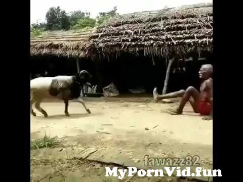 anupam das gupta recommends man fucking goat video pic