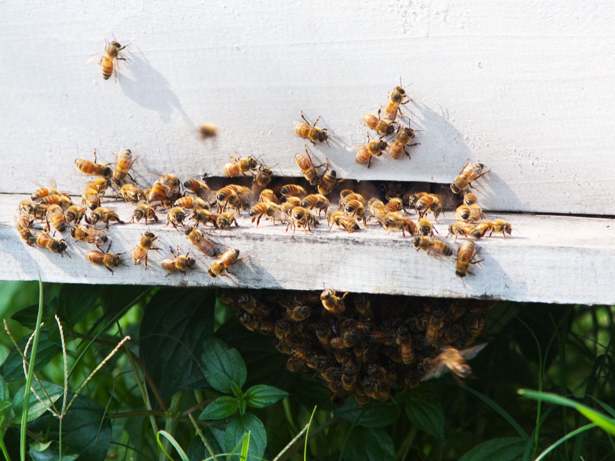 honey bee scat queen