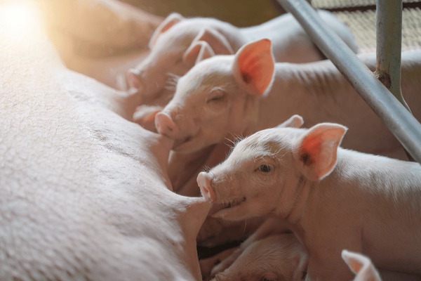 amy sylvester recommends Woman Breastfeeding Baby Pigs