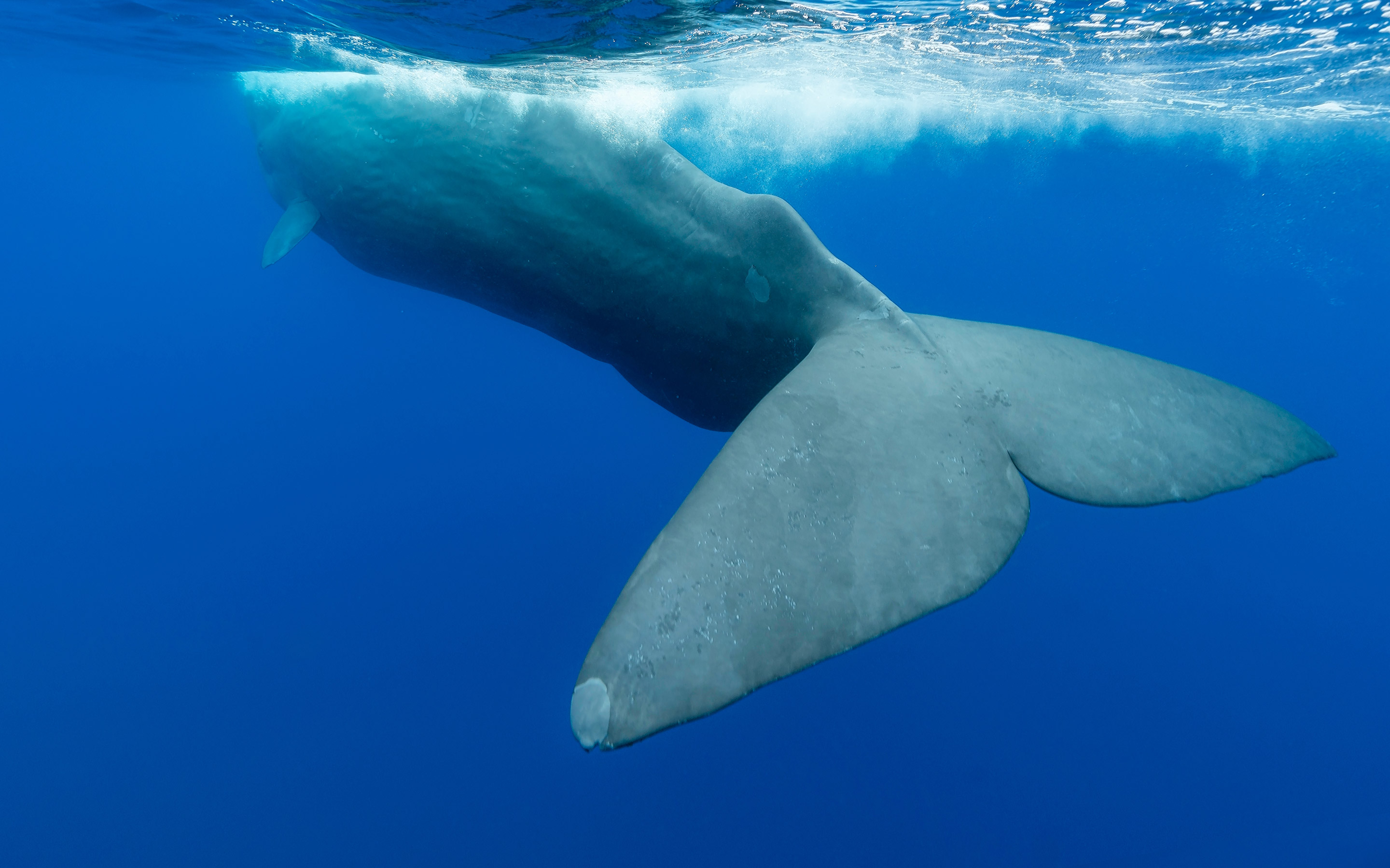 christie decker add whale tails in public photo