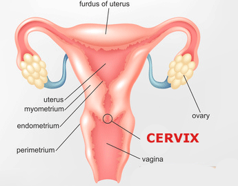 ayah flores recommends Dick In Cervix Porn