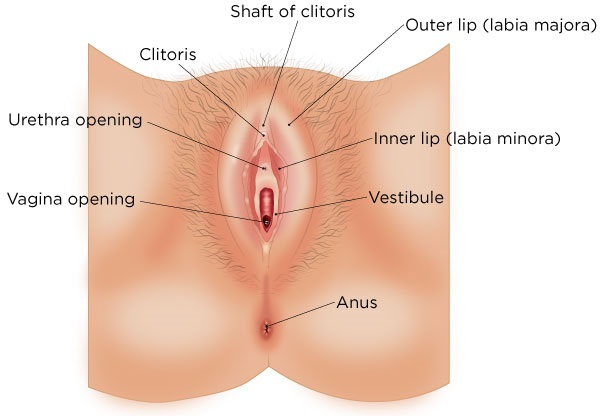 chris larusso recommends woman vagina pics pic