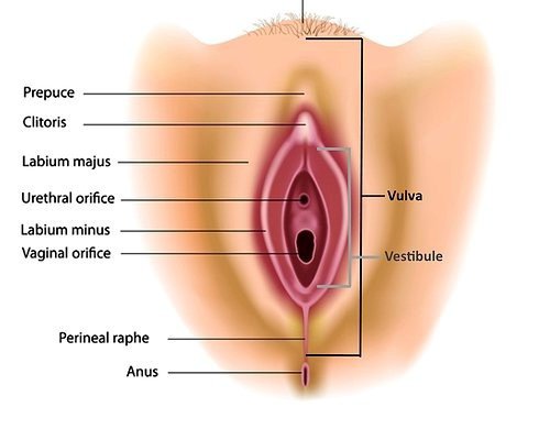 didier flores recommends Best Ways For Females To Masterbate