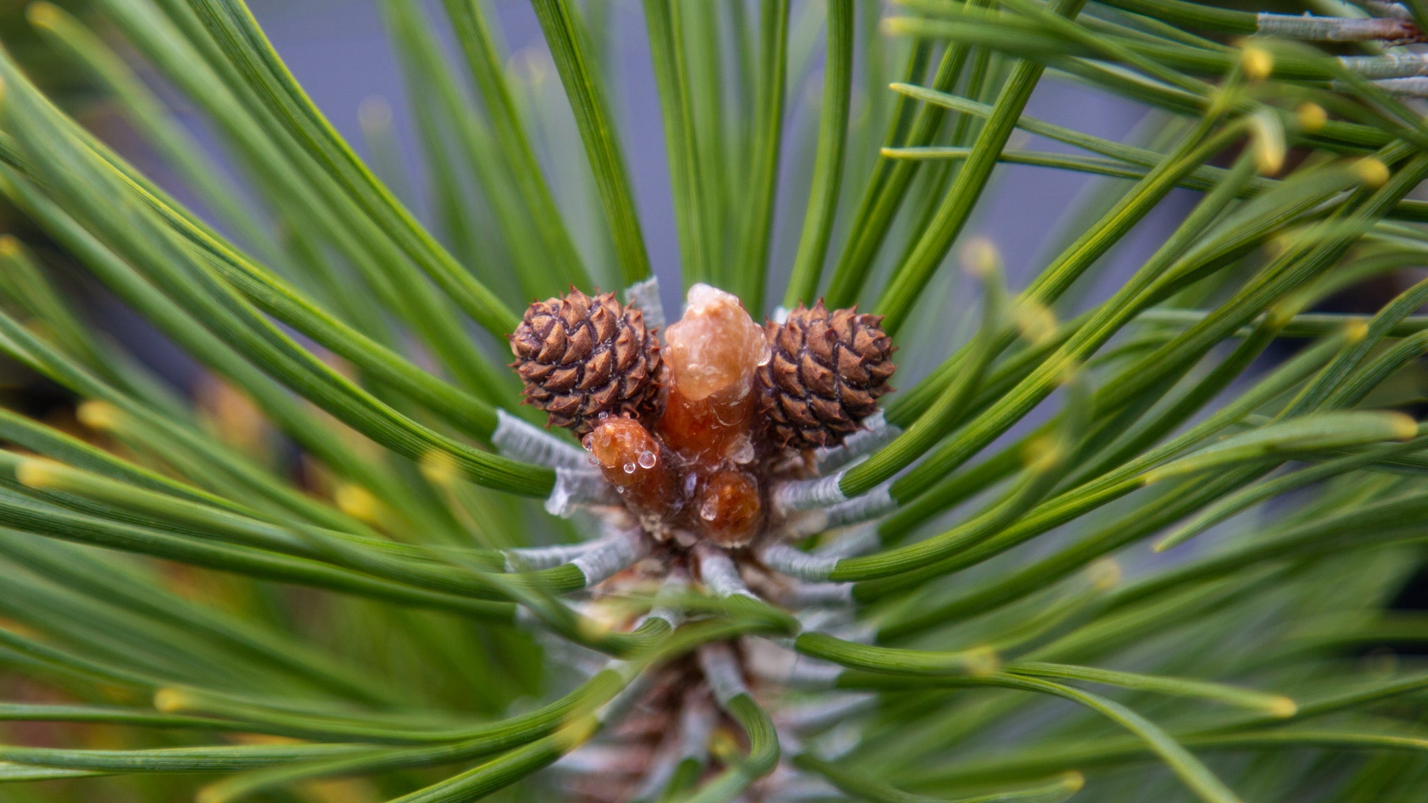casey stinson recommends large pinus pics pic