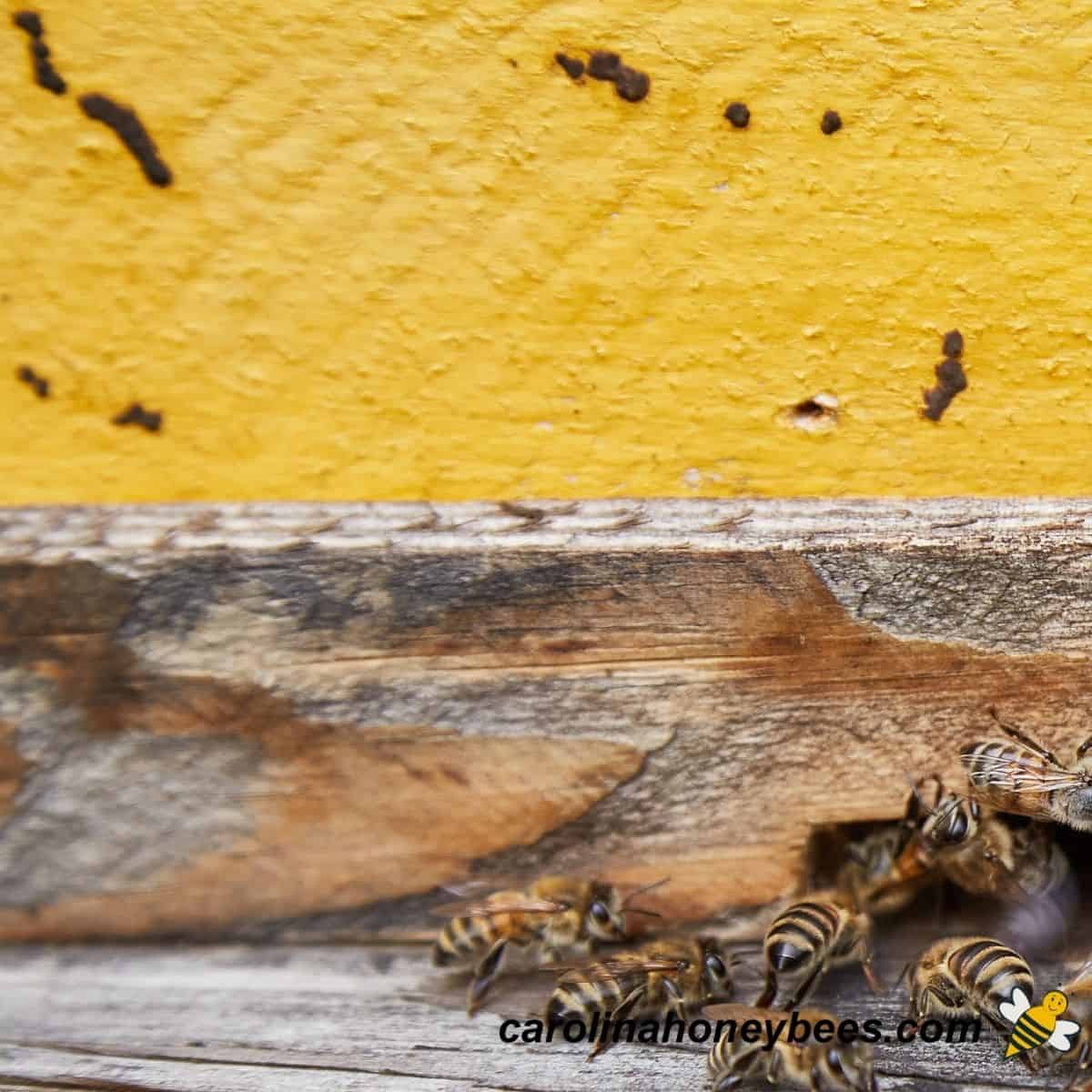 camala jones recommends honey bee scat queen pic