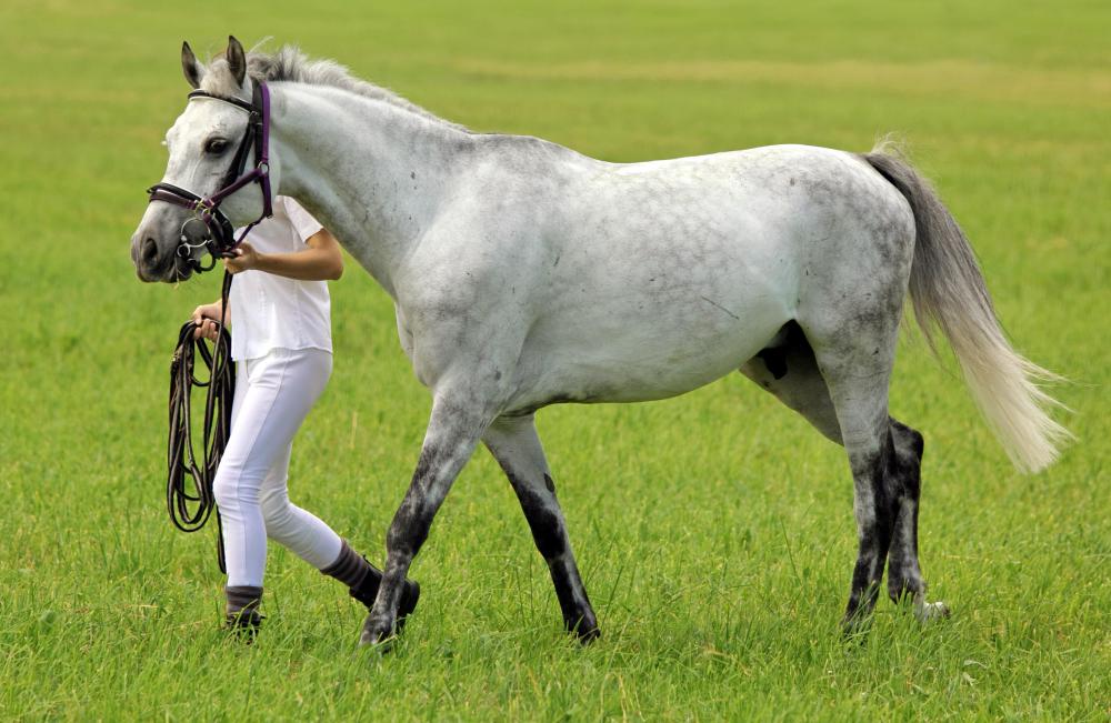 chuck gambrel recommends riding hard and put up wet pic