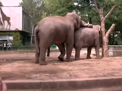 elephant and girl porn