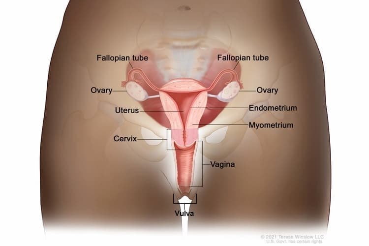 Best of Woman vagina pics