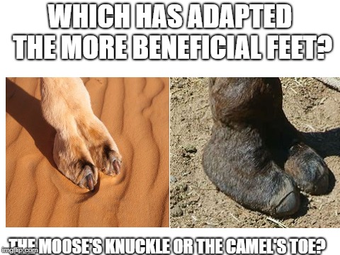 allison mcnulty recommends Moose Knuckle Vs Camel Toe