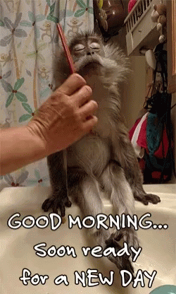 dilan zoysa recommends have a good day funny gif pic