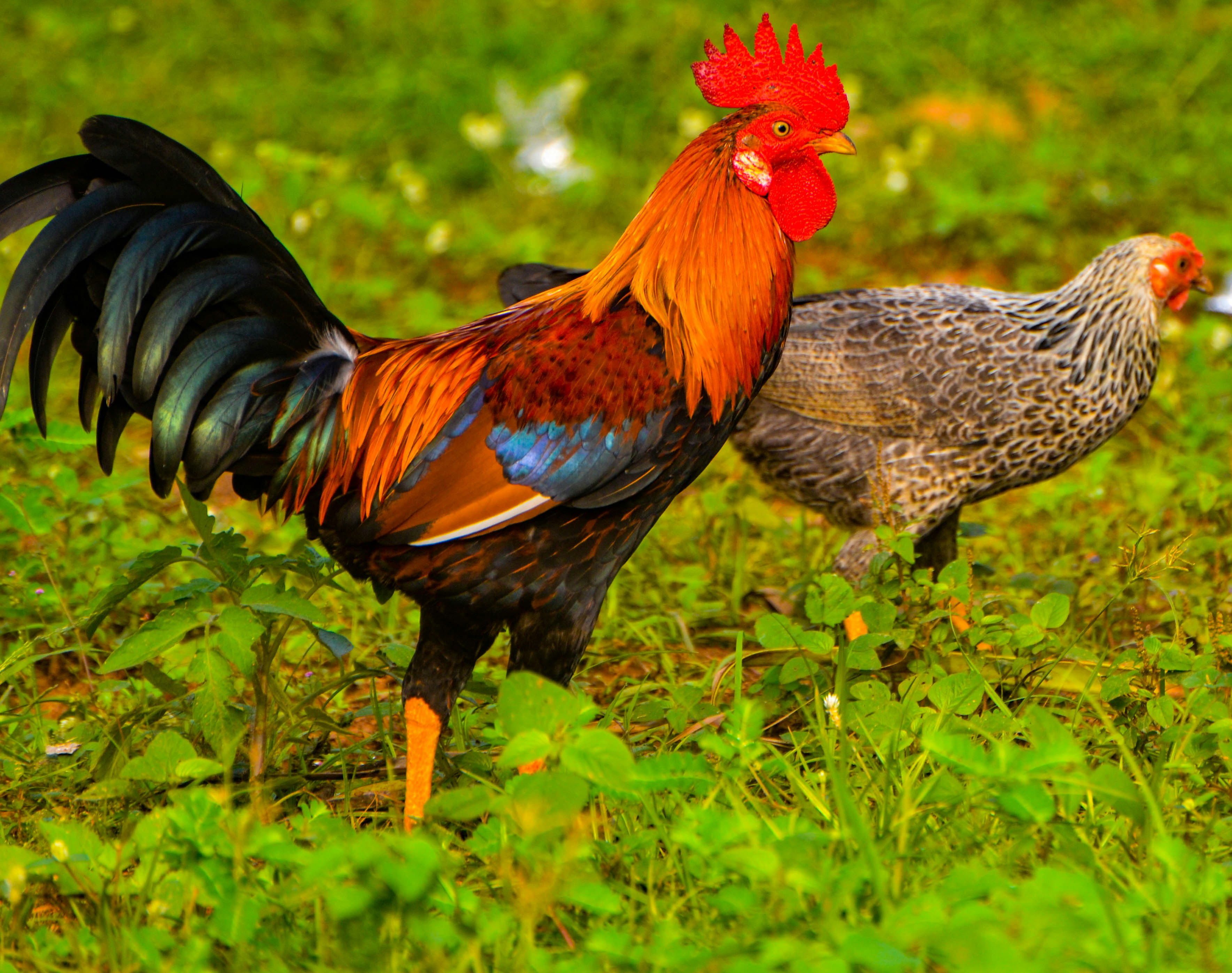 ambrose bierce recommends a picture of a cock pic