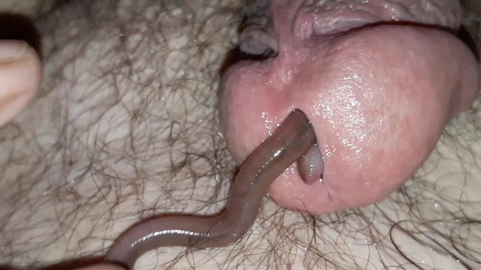 Worm In Dick Porn sexe bolly