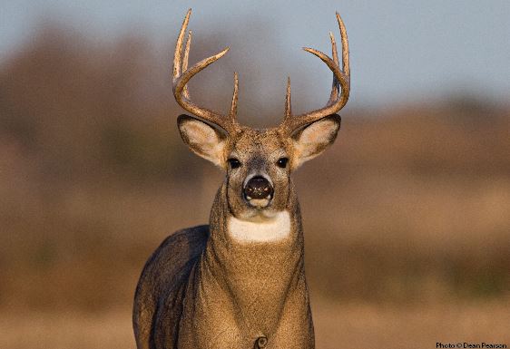 aj urban recommends public flashing in city with deer antler pic