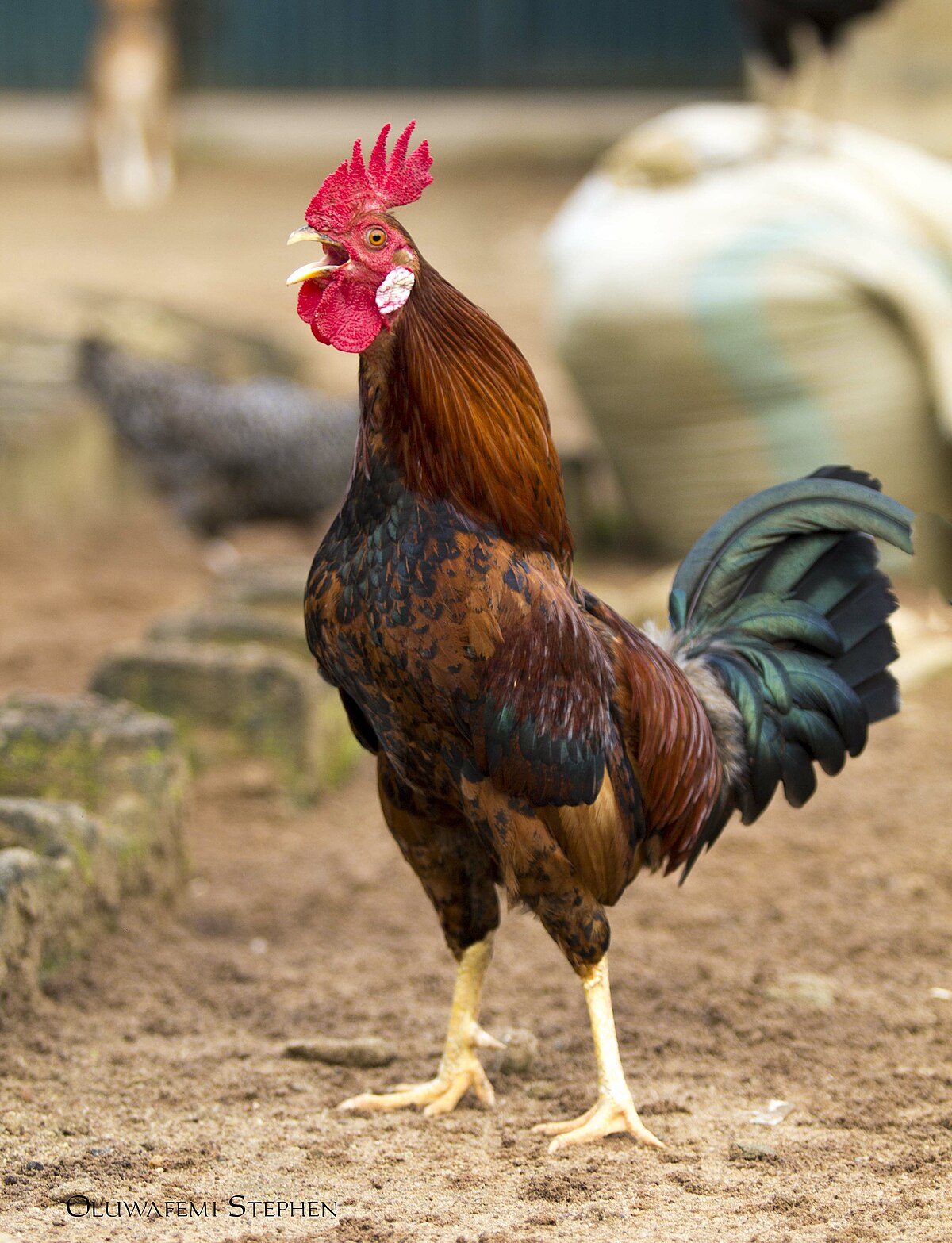 A Picture Of A Cock qptef ro