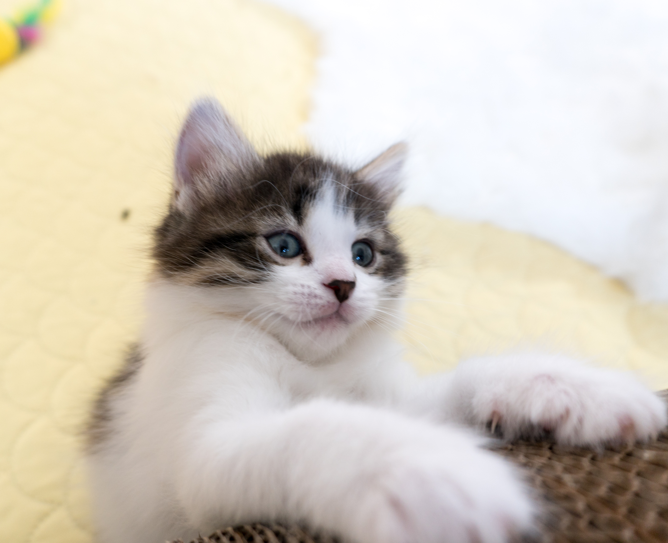 debra story share caramel kitten live password photos