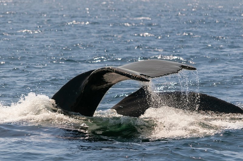 bob schranz share whale tails in public photos