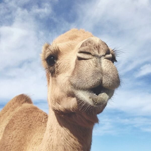 camel blue camera filter