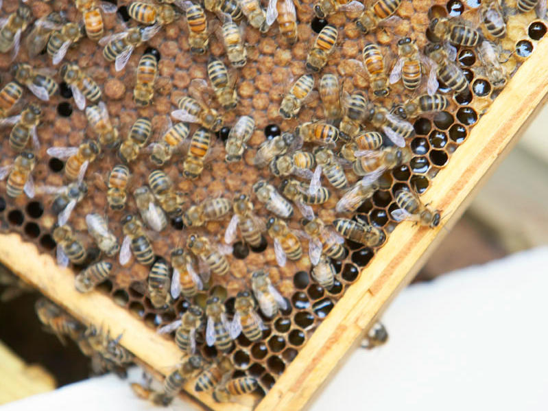 Best of Honey bee scat queen