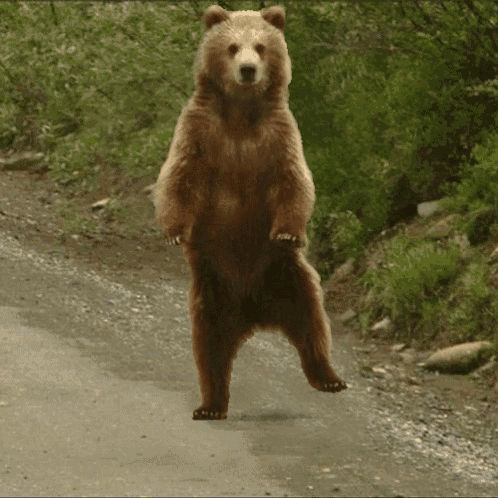 carly horton recommends dancing bear gif pic