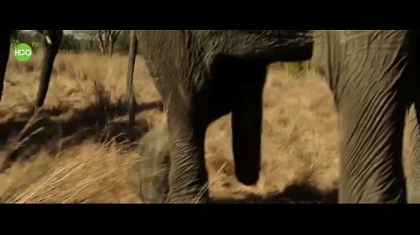 cathy villalobos recommends Elephant And Girl Porn