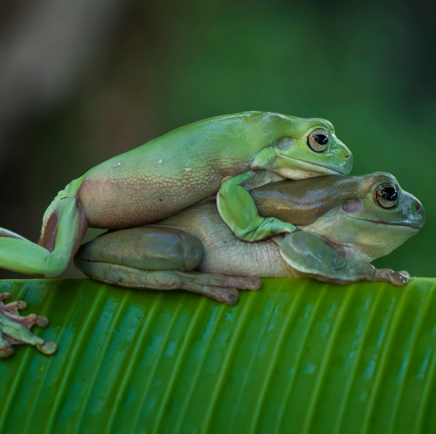 arlen narvaez recommends frog leap sex position pic