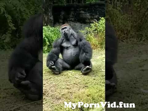 girl fucked by gorilla