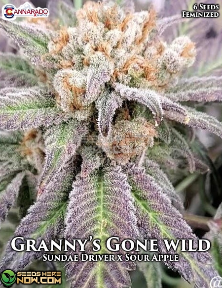 ball love recommends Granny Gone Wild