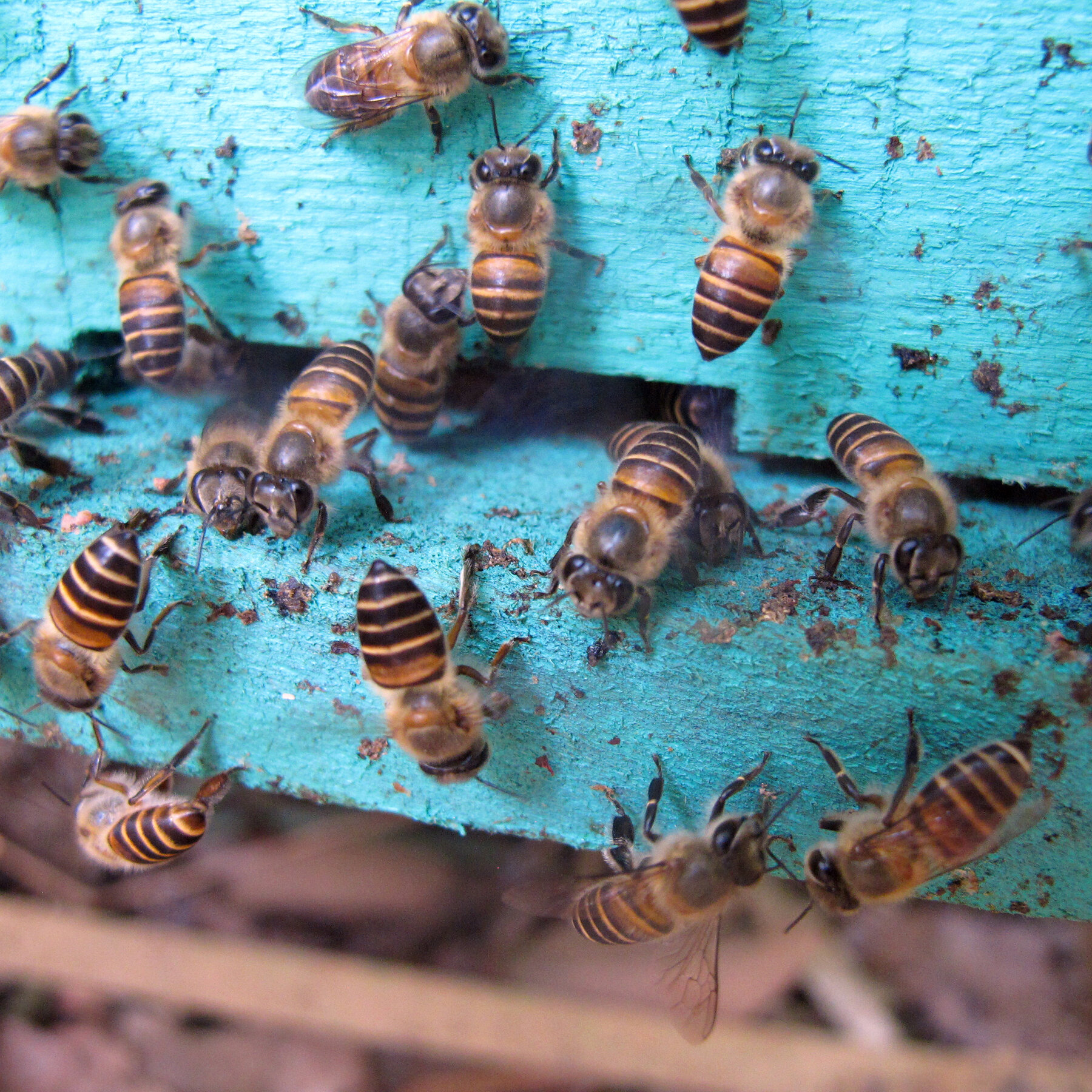 deven sharma recommends Honey Bee Scat Queen