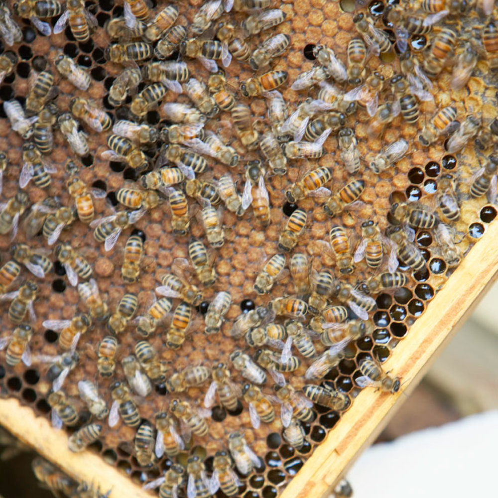 daniel ellul recommends honey bee scat queen pic