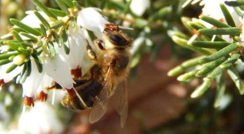 brian petersen share honey bee scat queen photos