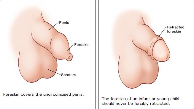 clay maxwell recommends how to suck an uncircumsized penis pic