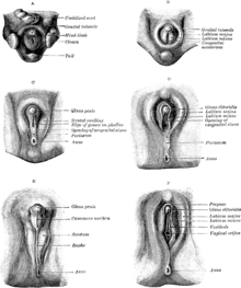 Innie Outie Vagina del rey